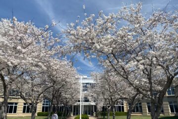 今年もサウスイーストミズーリ州立大学のキャンパスに桜が満開！
